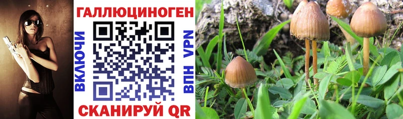 MEGA рабочий сайт  Каменск-Уральский  сайты даркнета Telegram  Галлюциногенные грибы Psilocybine cubensis 